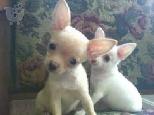 Ovdje imamo dva zapanjujuća kc reg long coat chihuahua